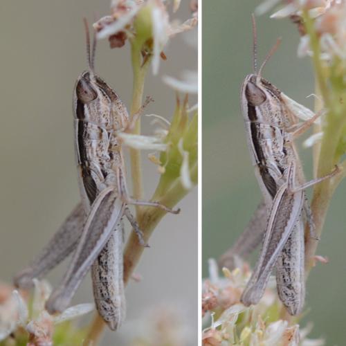 Euchorthippus sp.